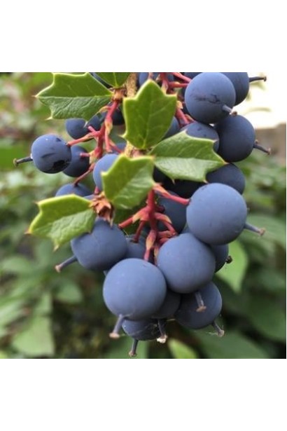 Berberis darwinii Compacta плоди